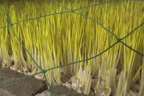 蒜黄的种植方法，后期每隔4-5天浇一次水