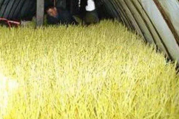 蒜黄的种植方法，后期每隔4-5天浇一次水