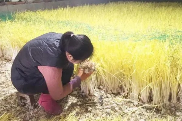 蒜黄的种植方法，后期每隔4-5天浇一次水