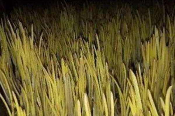 蒜黄的种植方法，后期每隔4-5天浇一次水