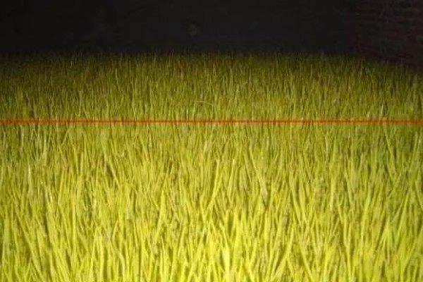 蒜黄的种植方法，后期每隔4-5天浇一次水