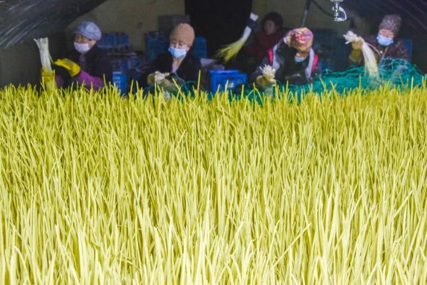 蒜黄的种植方法，后期每隔4-5天浇一次水