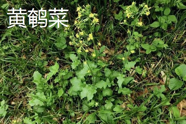 哪些植物像蒲公英一样,常见黄鹌菜、山苦菜等品种