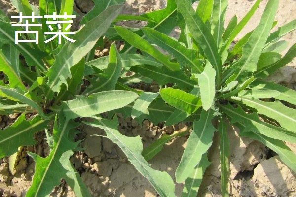 哪些植物像蒲公英一样,常见黄鹌菜、山苦菜等品种