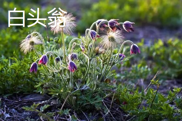 哪些植物像蒲公英一样,常见黄鹌菜、山苦菜等品种