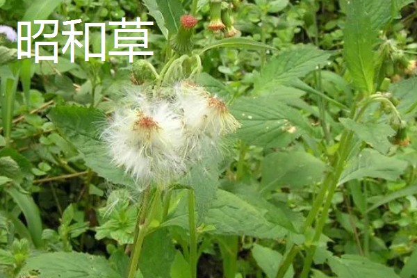 哪些植物像蒲公英一样,常见黄鹌菜、山苦菜等品种