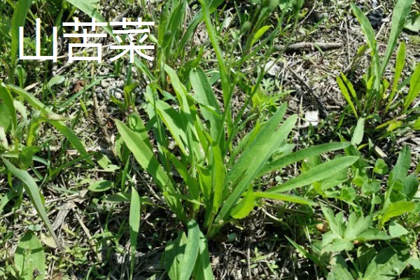 哪些植物像蒲公英一样,常见黄鹌菜、山苦菜等品种