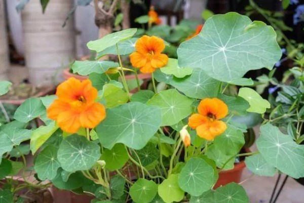 哪些植物像蒲公英一样,常见黄鹌菜、山苦菜等品种