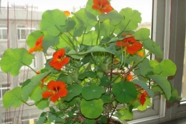 哪些植物像蒲公英一样,常见黄鹌菜、山苦菜等品种