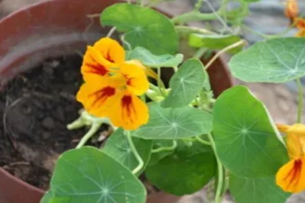哪些植物像蒲公英一样,常见黄鹌菜、山苦菜等品种