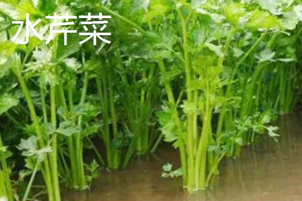 水芹菜和芹菜有什么区别,属种和生长环境不同