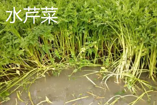 水芹菜和芹菜有什么区别,属种和生长环境不同