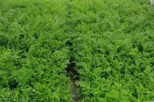 水芹菜和芹菜有什么区别,属种和生长环境不同