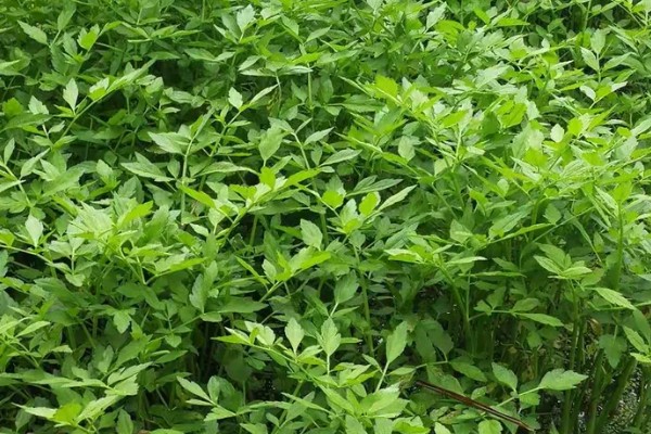 水芹菜和芹菜有什么区别,属种和生长环境不同