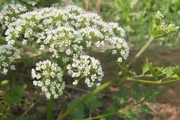水芹菜和芹菜有什么区别,属种和生长环境不同