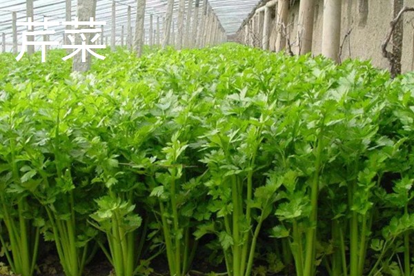 水芹菜和芹菜有什么区别,属种和生长环境不同