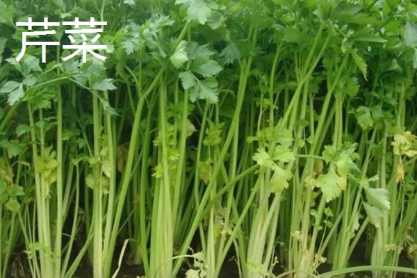 水芹菜和芹菜有什么区别,属种和生长环境不同
