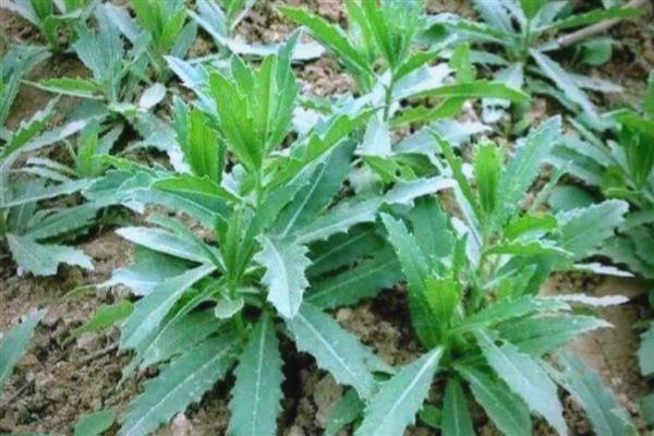 刺儿菜怎么栽培,每周浇2次水
