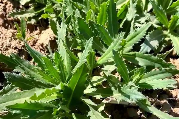 刺儿菜怎么栽培,每周浇2次水