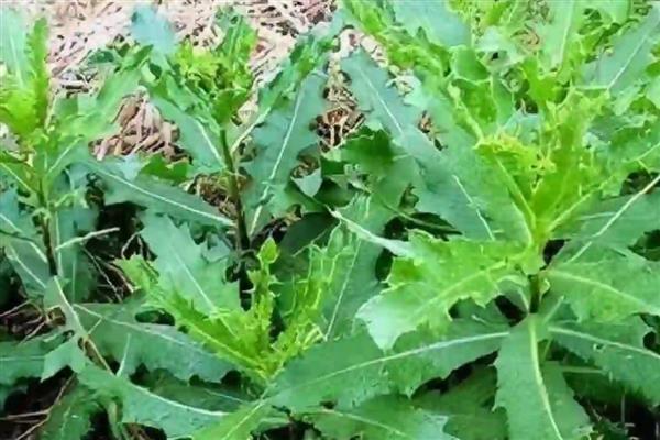 刺儿菜怎么栽培,每周浇2次水