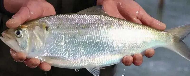 鲥鱼怎么养殖，水深保持在1.5米左右