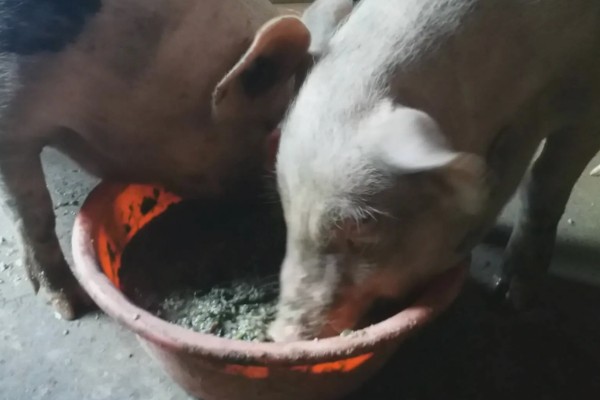 猪吐黄水不吃食怎么办,肌注氯霉素等药物有疗效
