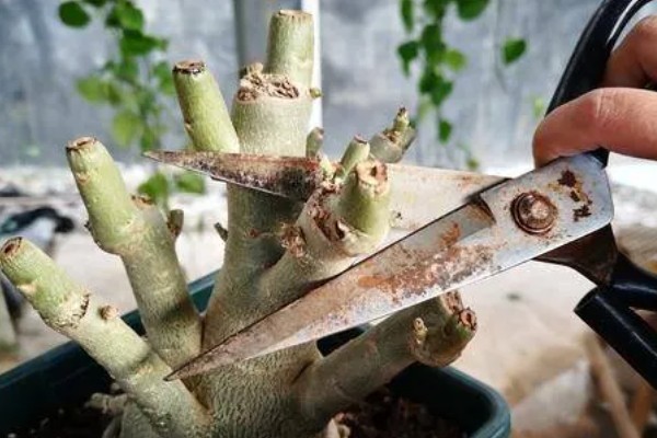 沙漠玫瑰的修剪方法，只保留主枝的3-5个健壮的枝条