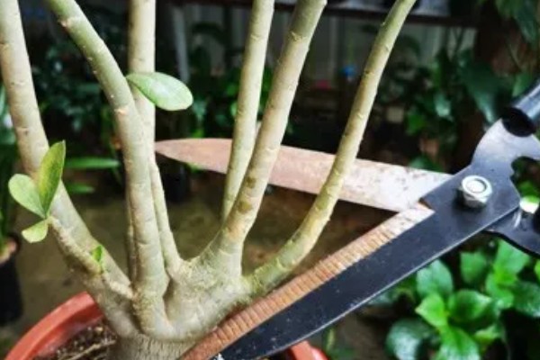 沙漠玫瑰的修剪方法，只保留主枝的3-5个健壮的枝条