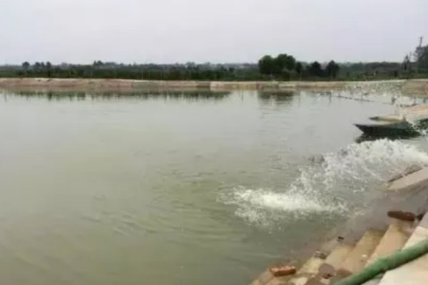 养虾如何肥水,经过消毒后再使用腐熟的有机肥