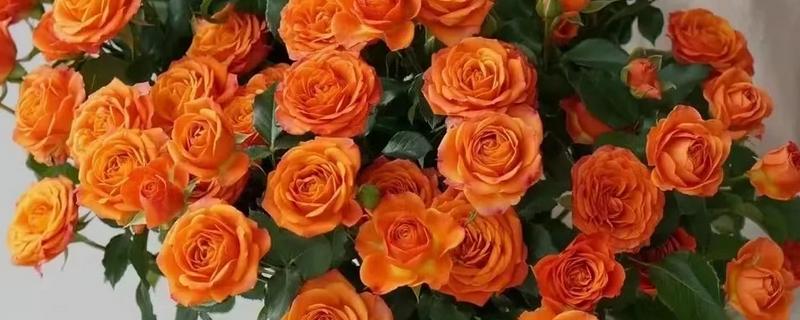 橙色玫瑰花有什么花语，代表沉默的爱、温馨温暖等含义