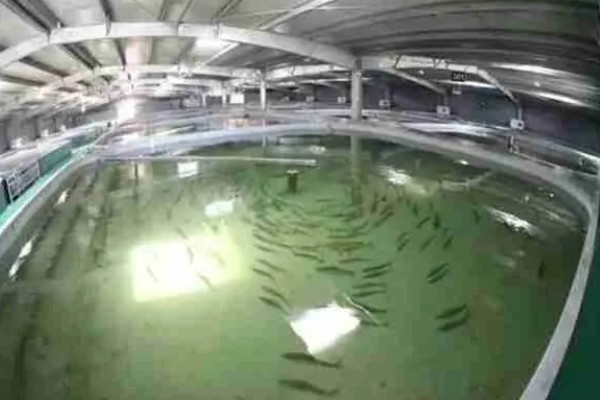 鲥鱼怎么养殖,水深保持在1.5米左右
