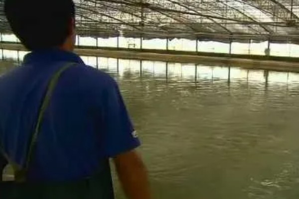 鲥鱼怎么养殖,水深保持在1.5米左右