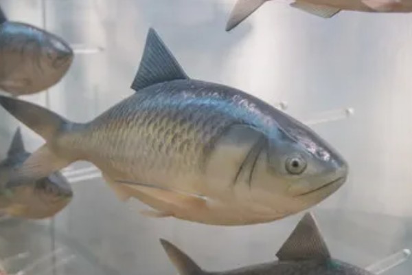 鲥鱼怎么养殖,水深保持在1.5米左右