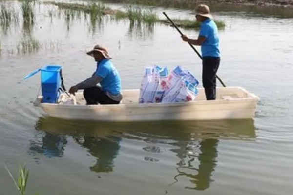 鲥鱼怎么养殖,水深保持在1.5米左右
