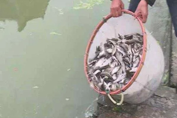 鲥鱼怎么养殖,水深保持在1.5米左右