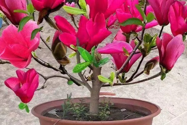 红玉兰的开放次数，一年只开1-2次花