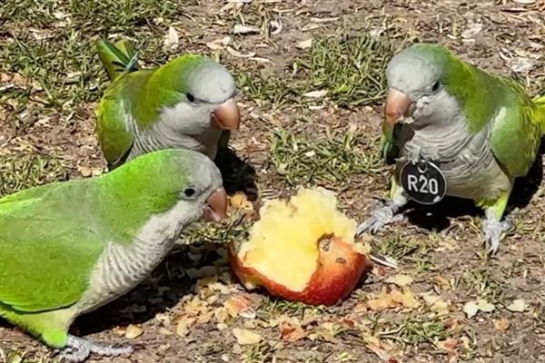 鹦鹉的食物，主要吃植物的果实、种子等食物