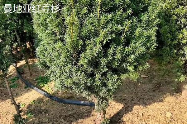 曼地亚红豆杉的养殖方法,夏季需要遮阴防晒