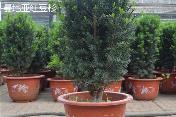 曼地亚红豆杉的养殖方法,夏季需要遮阴防晒