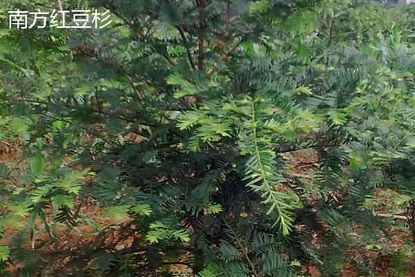 曼地亚红豆杉的养殖方法,夏季需要遮阴防晒