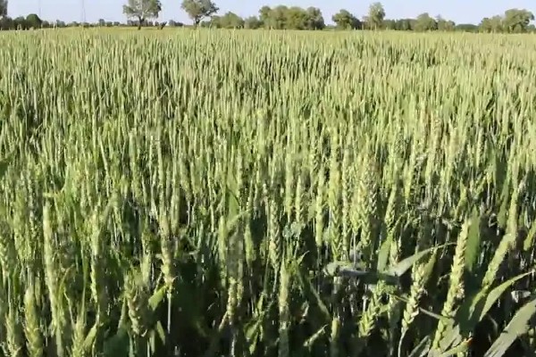 黑小麦的主产区,产于甘肃张掖、河南南阳等地方
