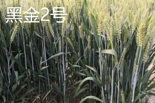 黑小麦的主产区,产于甘肃张掖、河南南阳等地方