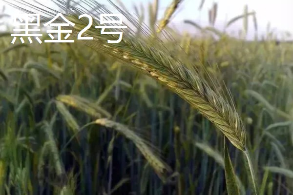 黑小麦的主产区,产于甘肃张掖、河南南阳等地方