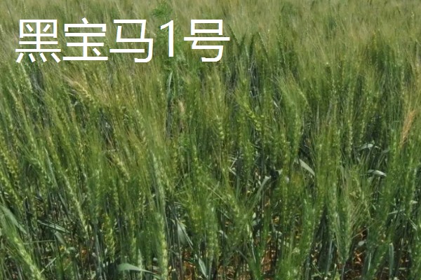 黑小麦的主产区,产于甘肃张掖、河南南阳等地方