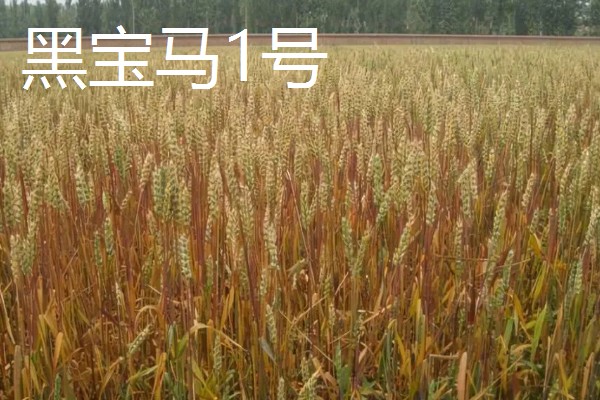 黑小麦的主产区,产于甘肃张掖、河南南阳等地方