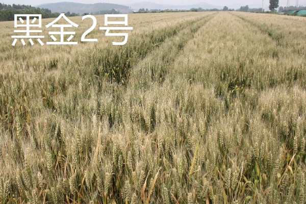 黑小麦的主产区,产于甘肃张掖、河南南阳等地方