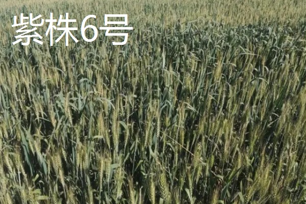 黑小麦的主产区,产于甘肃张掖、河南南阳等地方
