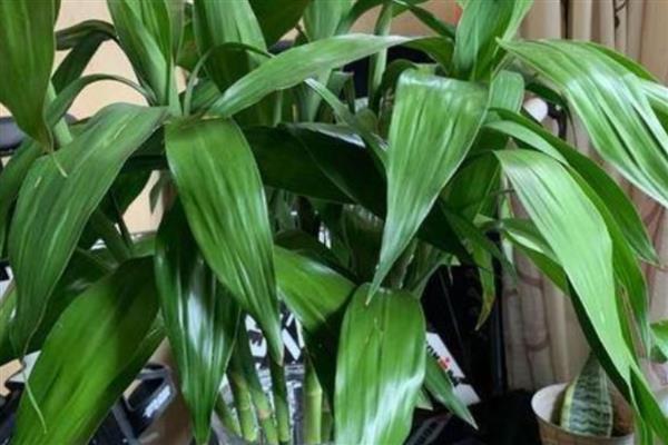 富贵竹能不能土养,土培能让它获得更多养分