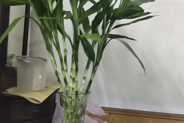 富贵竹能不能土养,土培能让它获得更多养分
