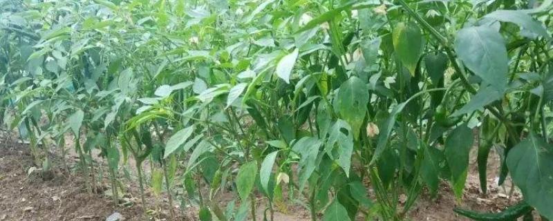 辣椒为什么要整枝打杈，疏除多余的分枝能让营养集中供应给结果枝